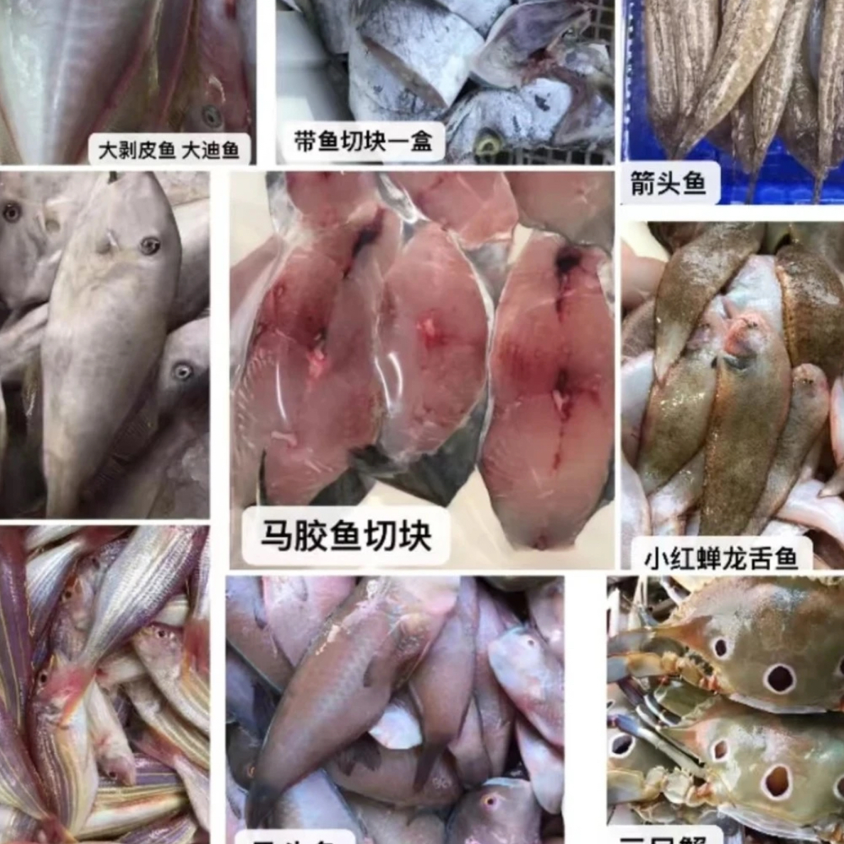 临时链接 直播看见什么就是什么 虾蟹鱼类