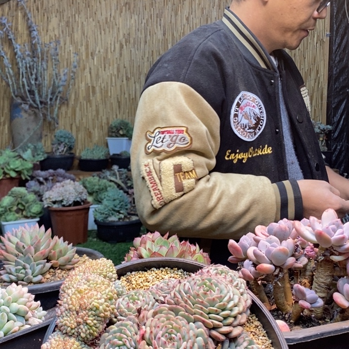 牛***宝467 号白胖子多肉植物