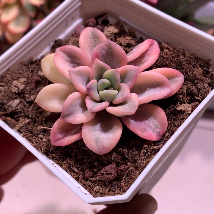 花斑鹿锦腹轮锦有根