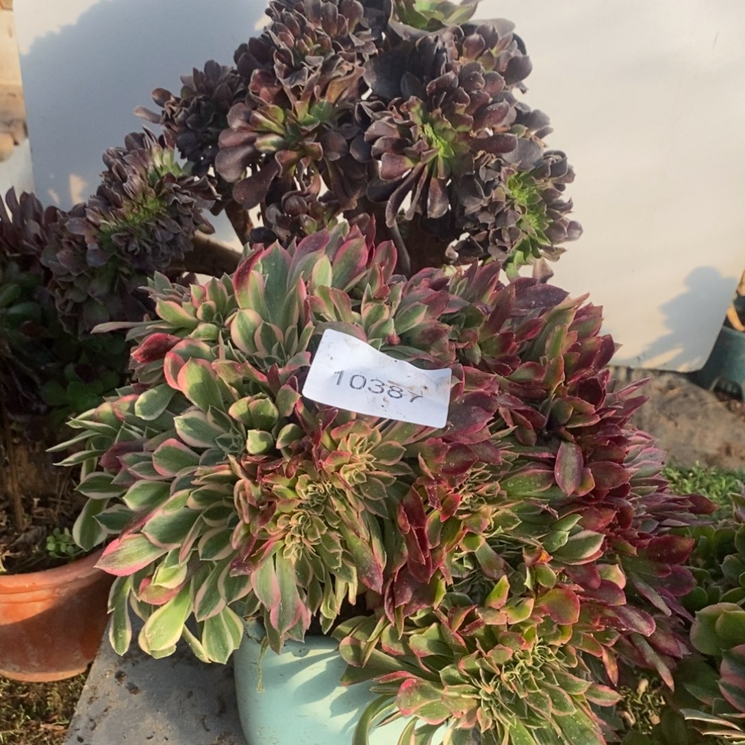 欧紫➕女神多肉1颗10387号