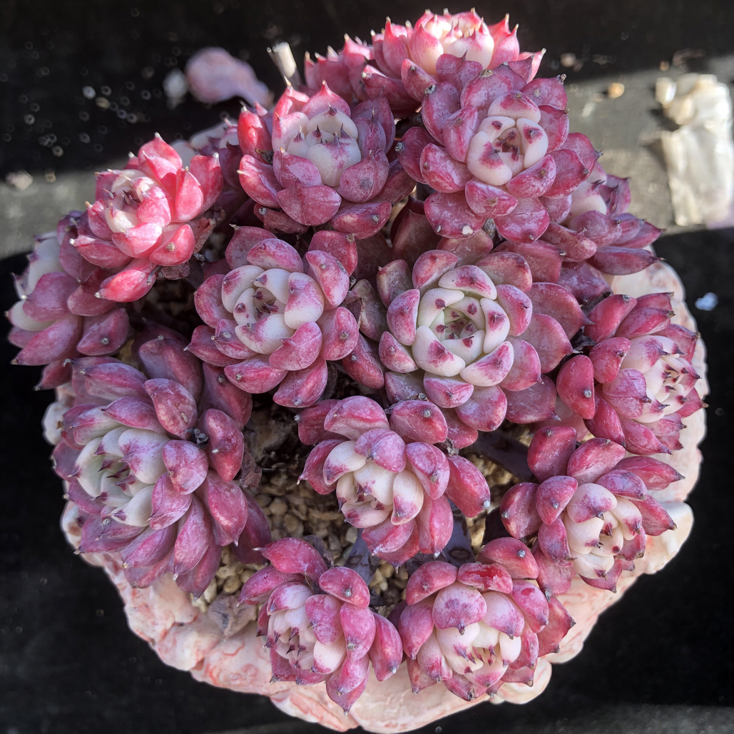 沙罗姬牡丹整装无砍