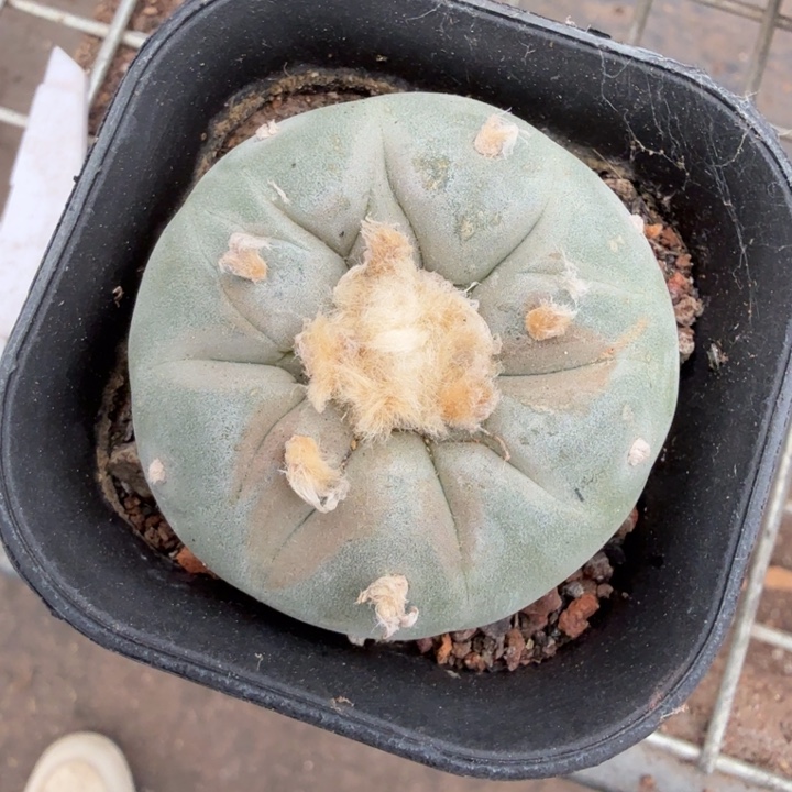 实生大海鲜5仙人球