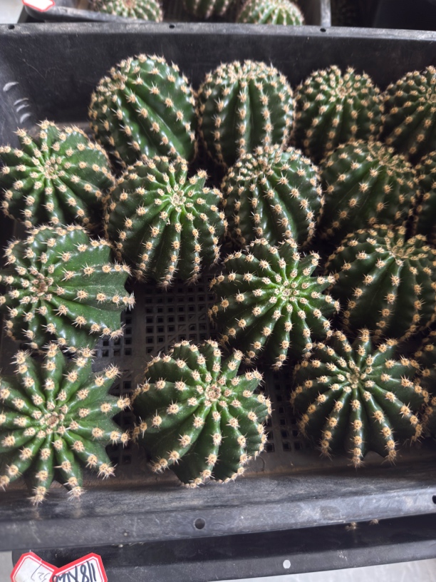 仙人球无根侧芽瑕疵球一个