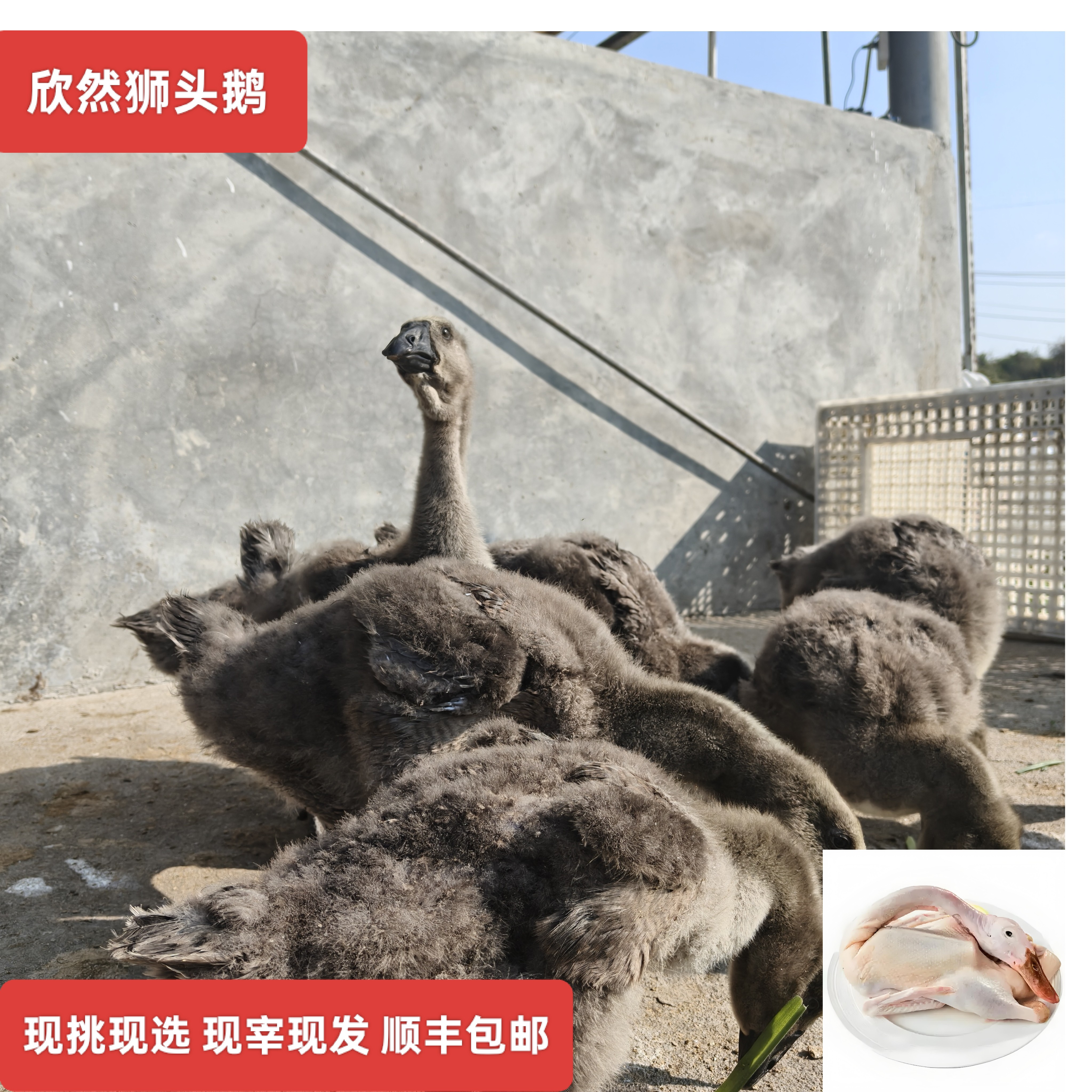 欣然狮头鹅鹅肉鲜活六斤装预包装食品