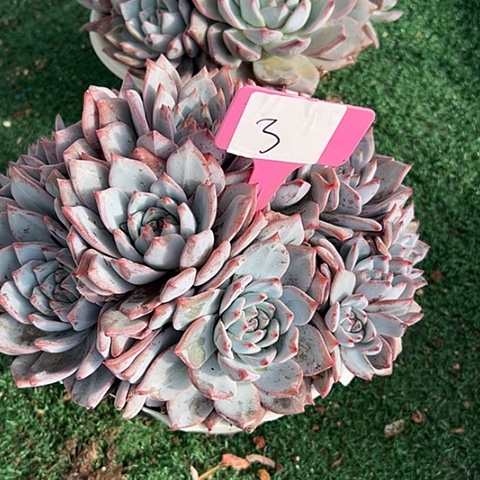 用***53号粉鸟2个脱土多肉脱土