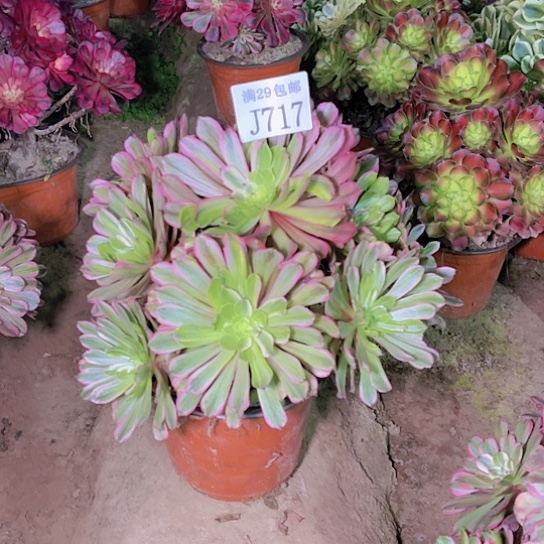 717花脸粉黛多肉植物