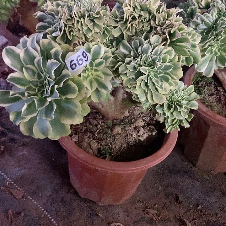 奶*669绿豆沙缀化老板子法师