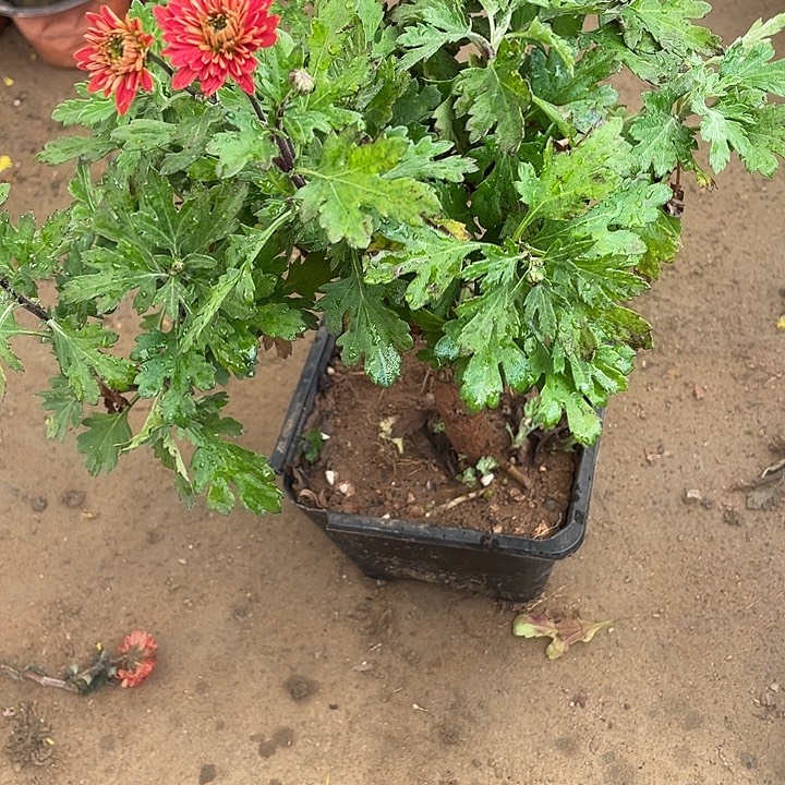 清***醒75菊花菊花菊花菊花菊花