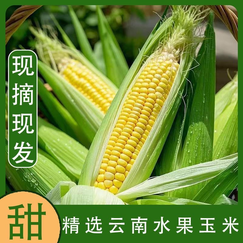 新鲜水果玉米现摘新鲜玉米棒子带皮当季生吃甜玉米嫩玉米