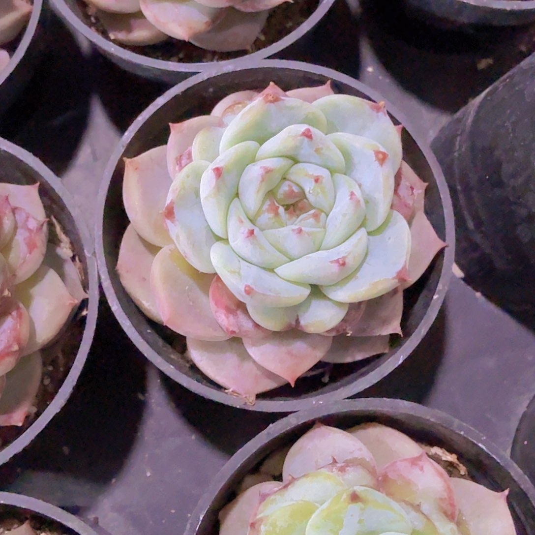 天鹅绒带土带盆发