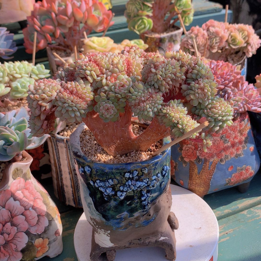 白胖子无砍自然群