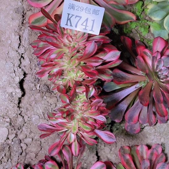 741香奈儿缀多肉植物