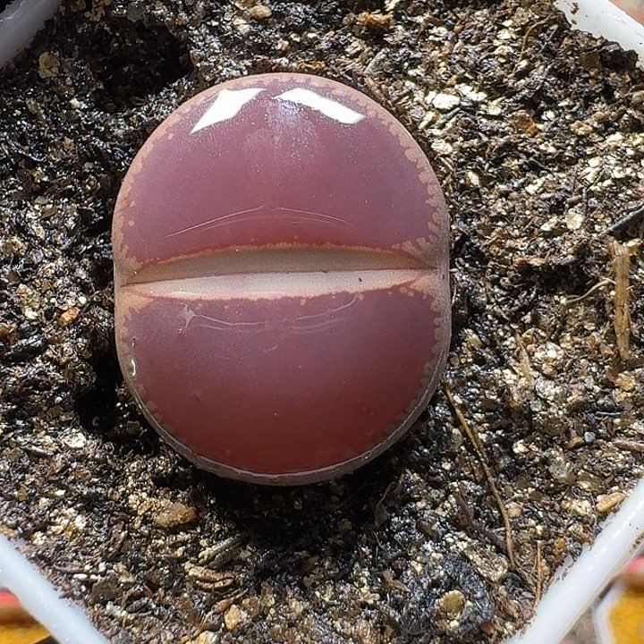 用***4生石花2:：：：。  19号