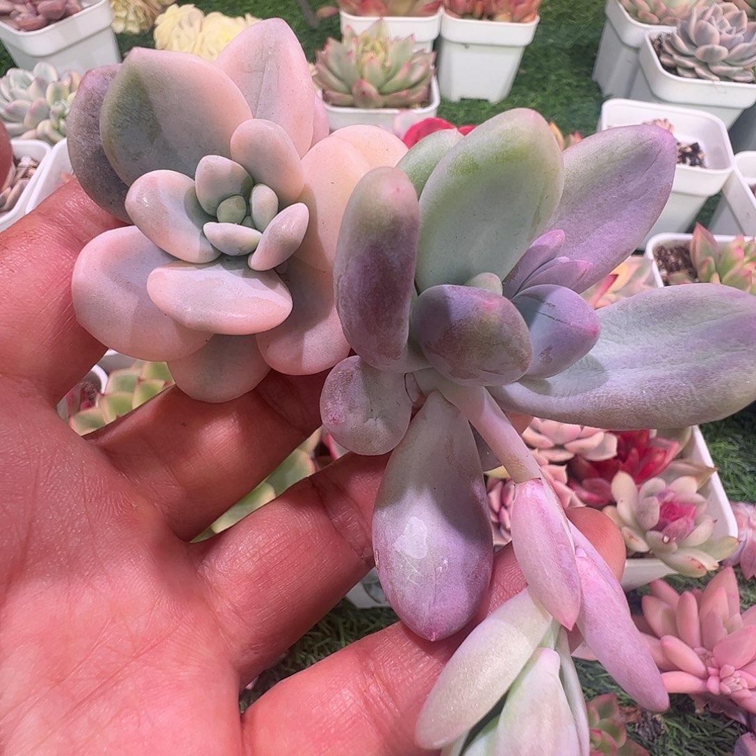 佳***乐多肉植物多肉植物