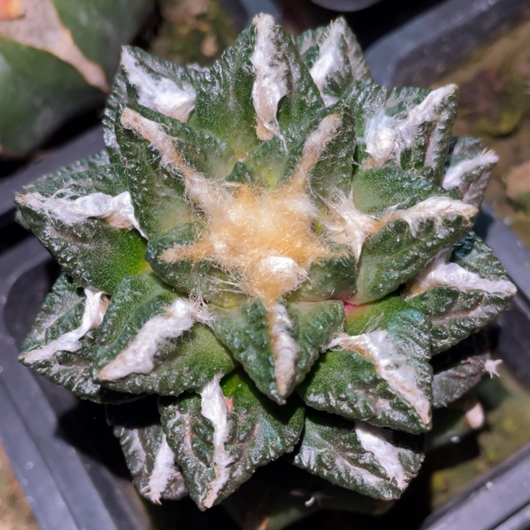 螺旋中筋 龟甲牡丹 仙人球