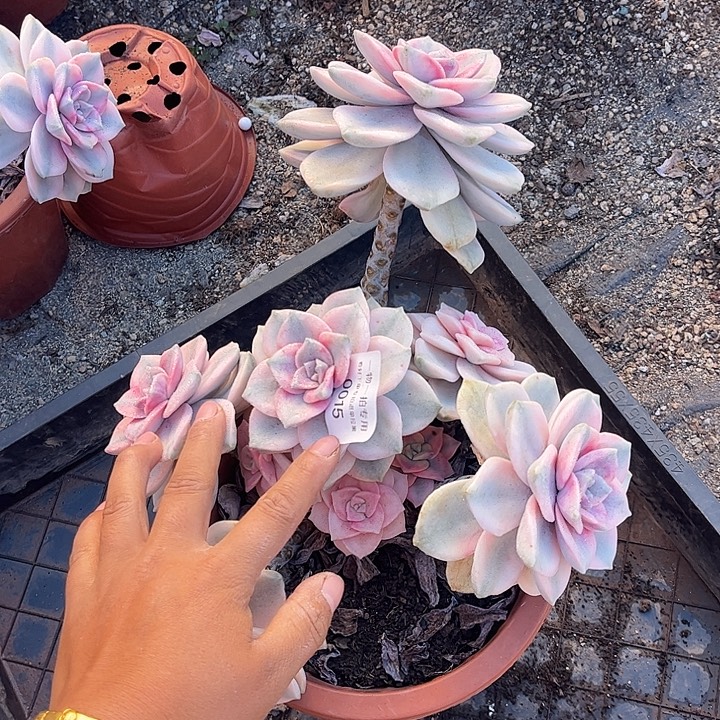 ****李紫乐锦大群，一物一拍