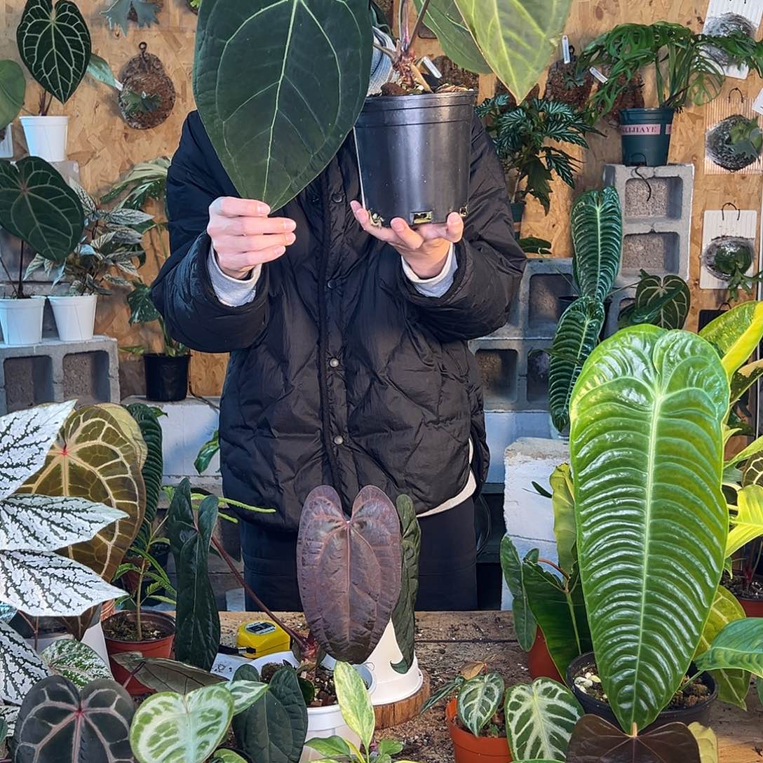 完全开放老桩花烛