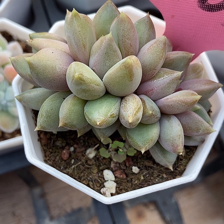 多肉植物红象牙朵朵1763