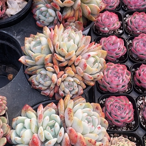 韩橙20一盆888888888