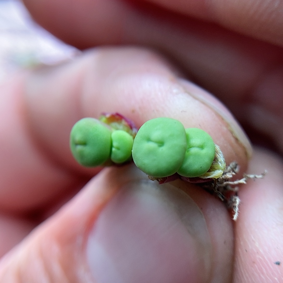 B嘴两颗三头包邮