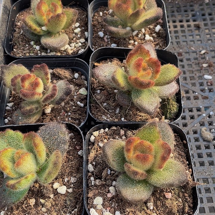 泰迪熊带盆土发货