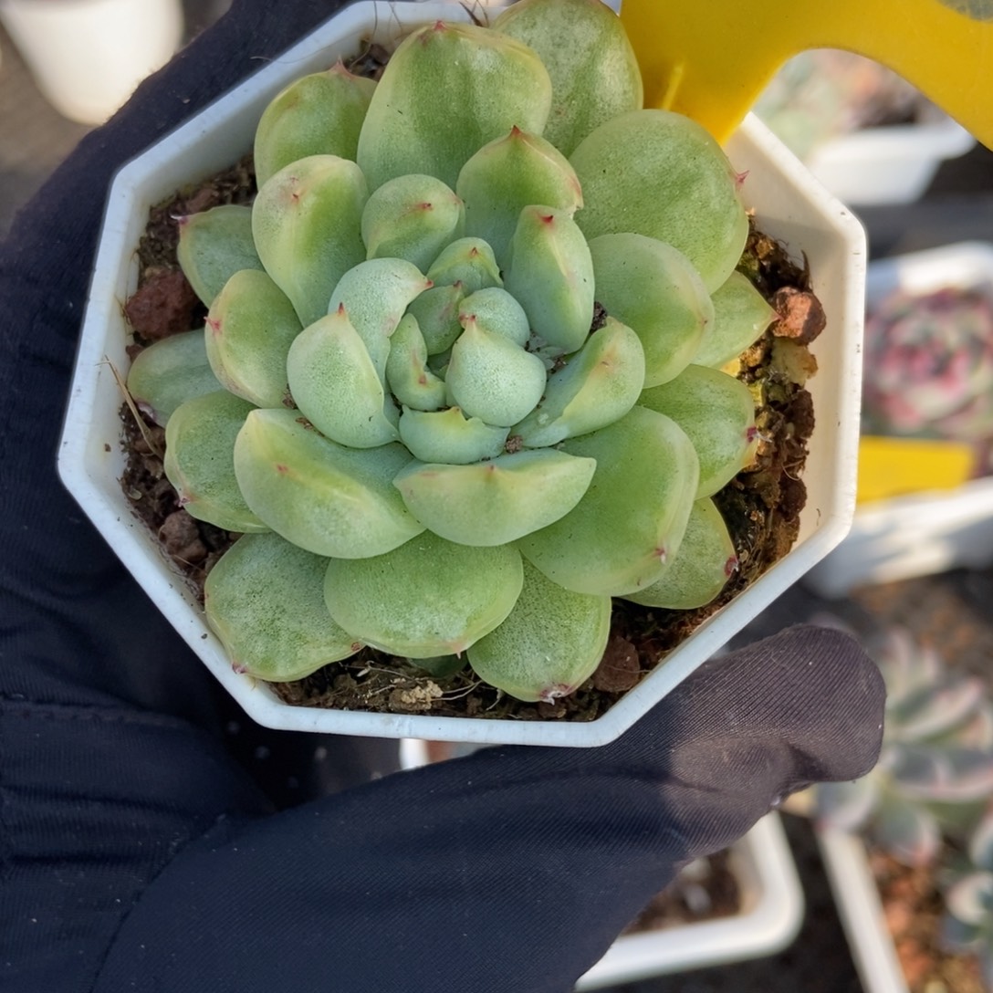 728冰天使锦多肉植物
