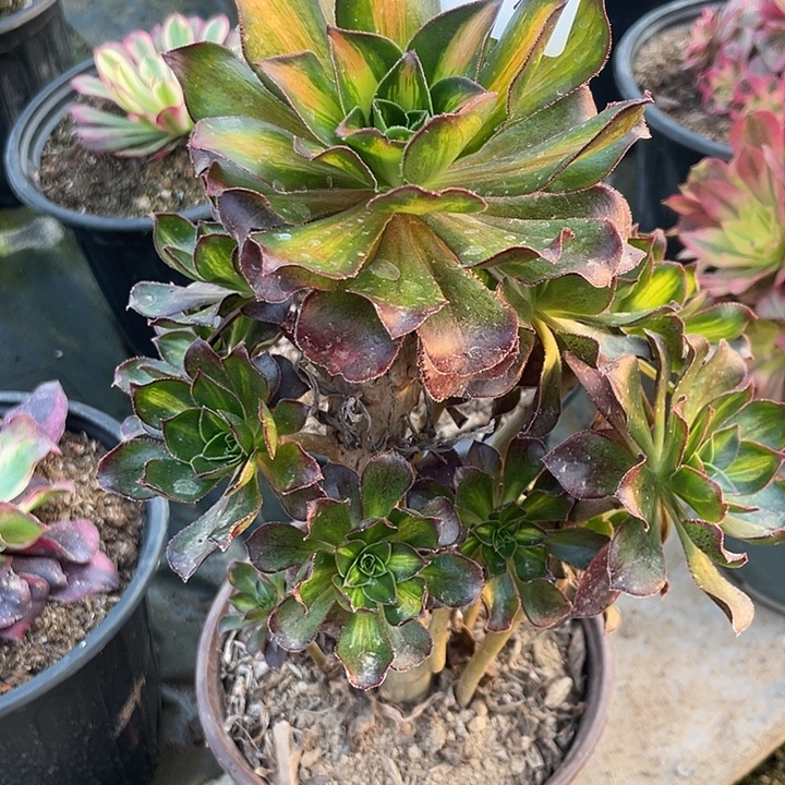 法师植物魅影中班1122