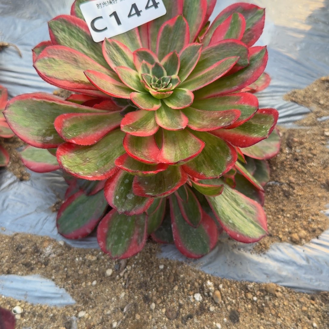 景***人144拉菲到秋。多肉植物