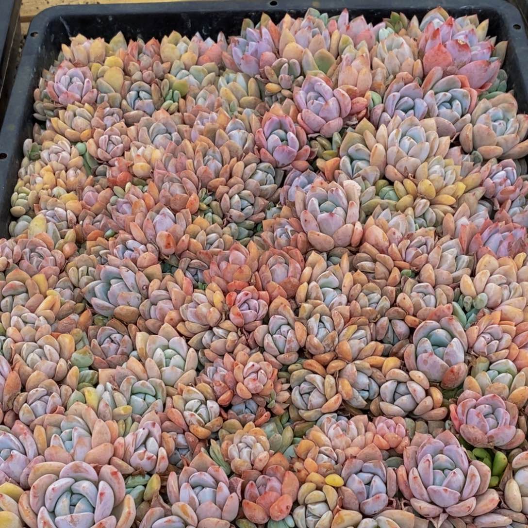 792多肉植物保护研究所所长