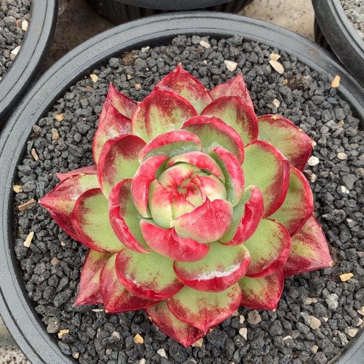 多肉植物惊鸿仙子