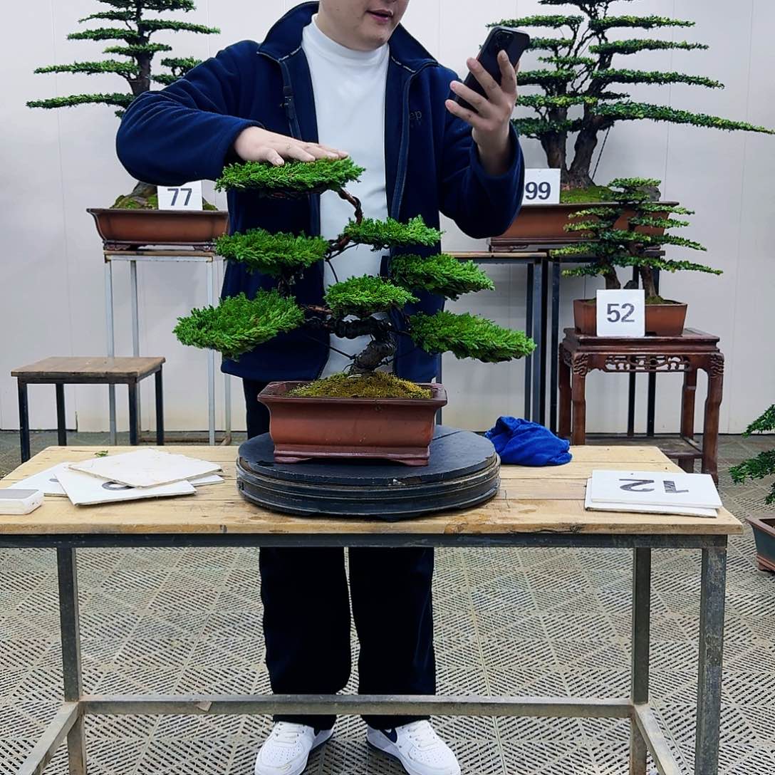 盆景柏树造型盆景