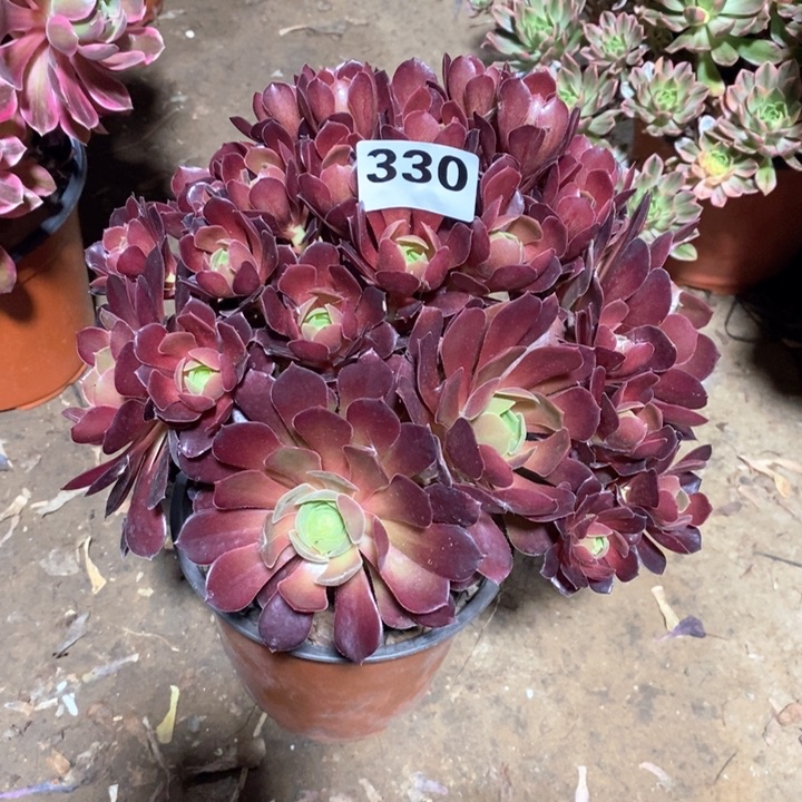 法师植物一物一拍330