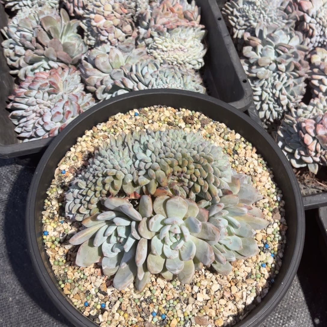 25厘米盆，叶插橙梦露缀化。