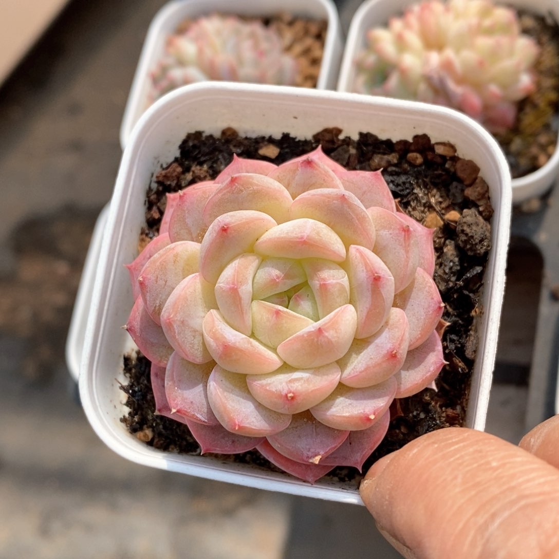 精品多肉一物一拍不包整104