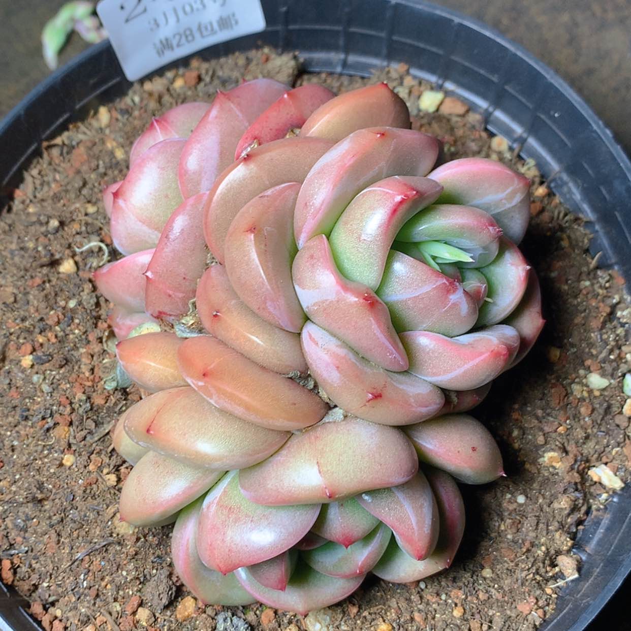 【闪购商品】云2454号