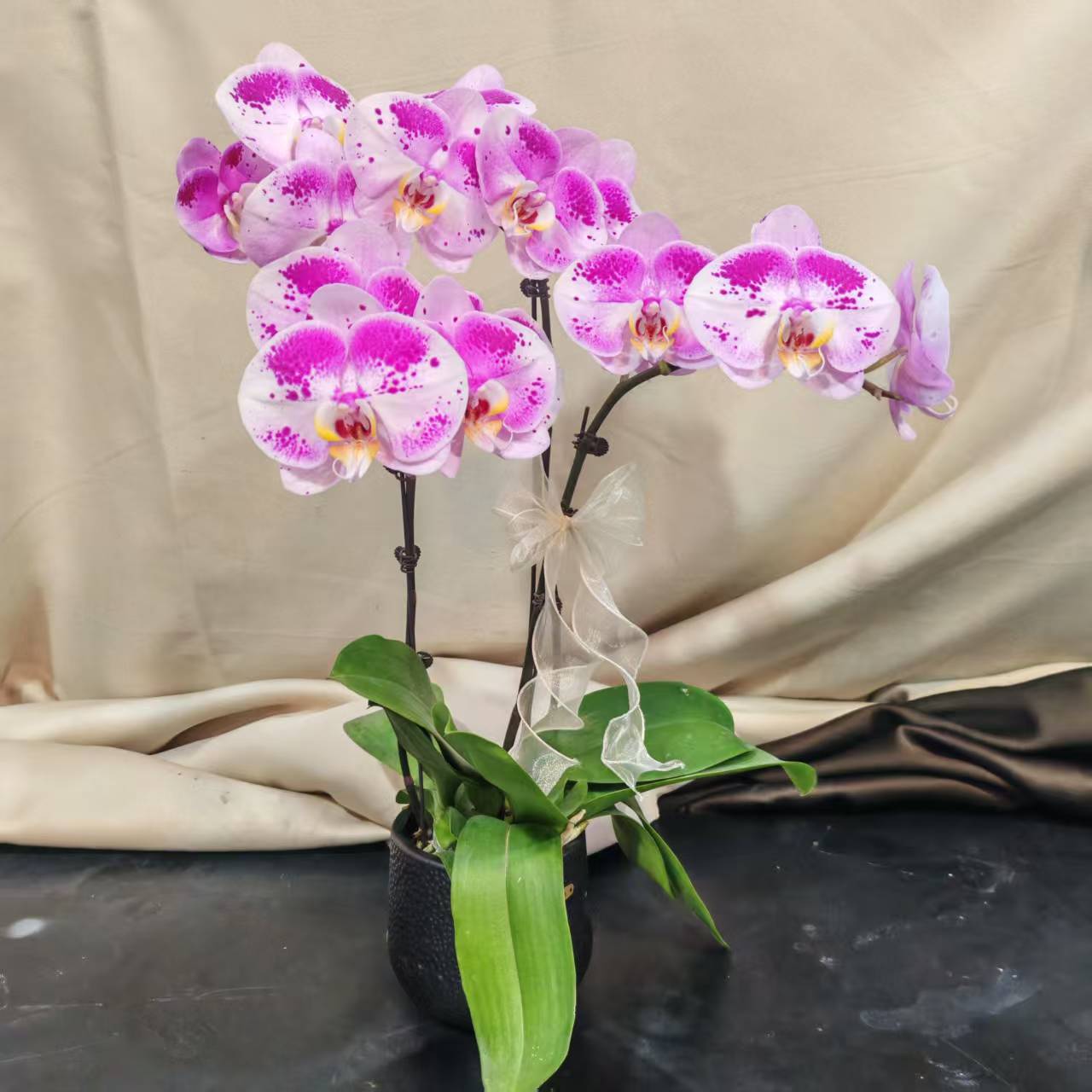 鲜花【彩虹熊猫】蝴蝶兰室内种植观赏带花发货适合送礼