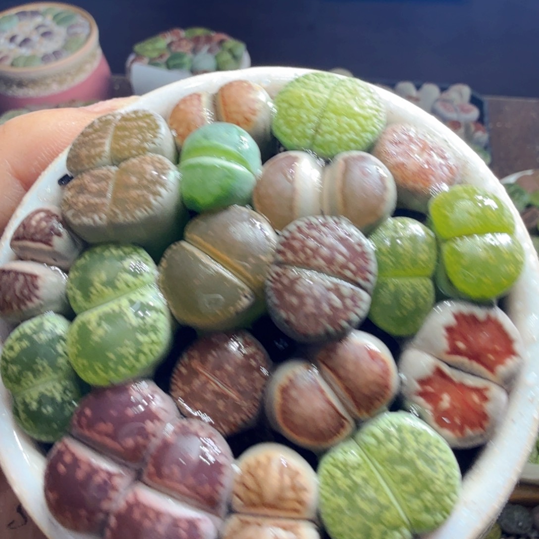 一物一拍一单包邮带盆带土934