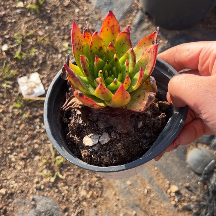 297哈哈哈哈哈哈哈多肉