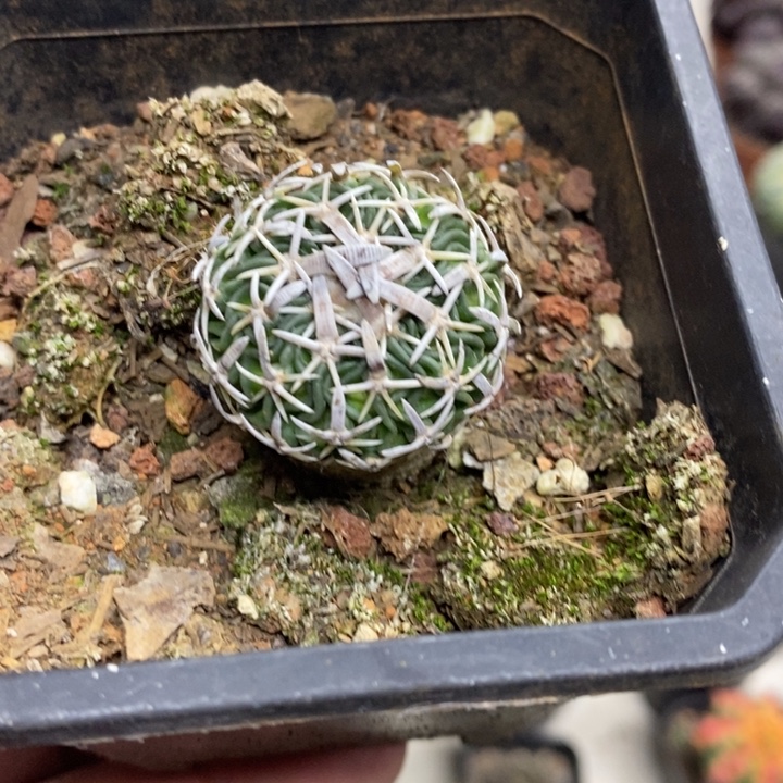 实生短豪刺太刀岚特价