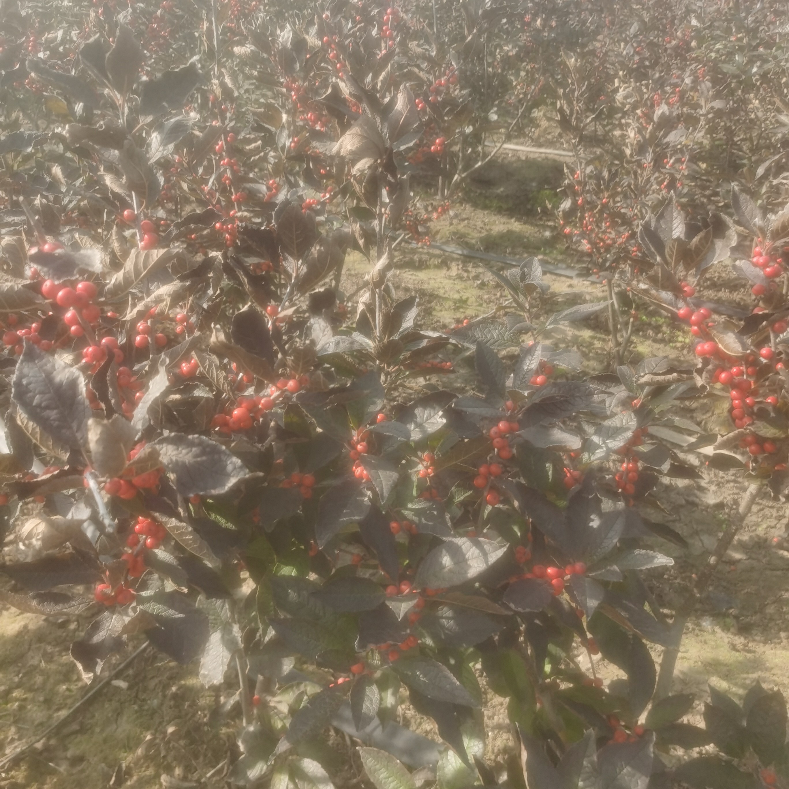 北美冬青年宵花精选特级盆栽发财果桌面地栽花卉植物