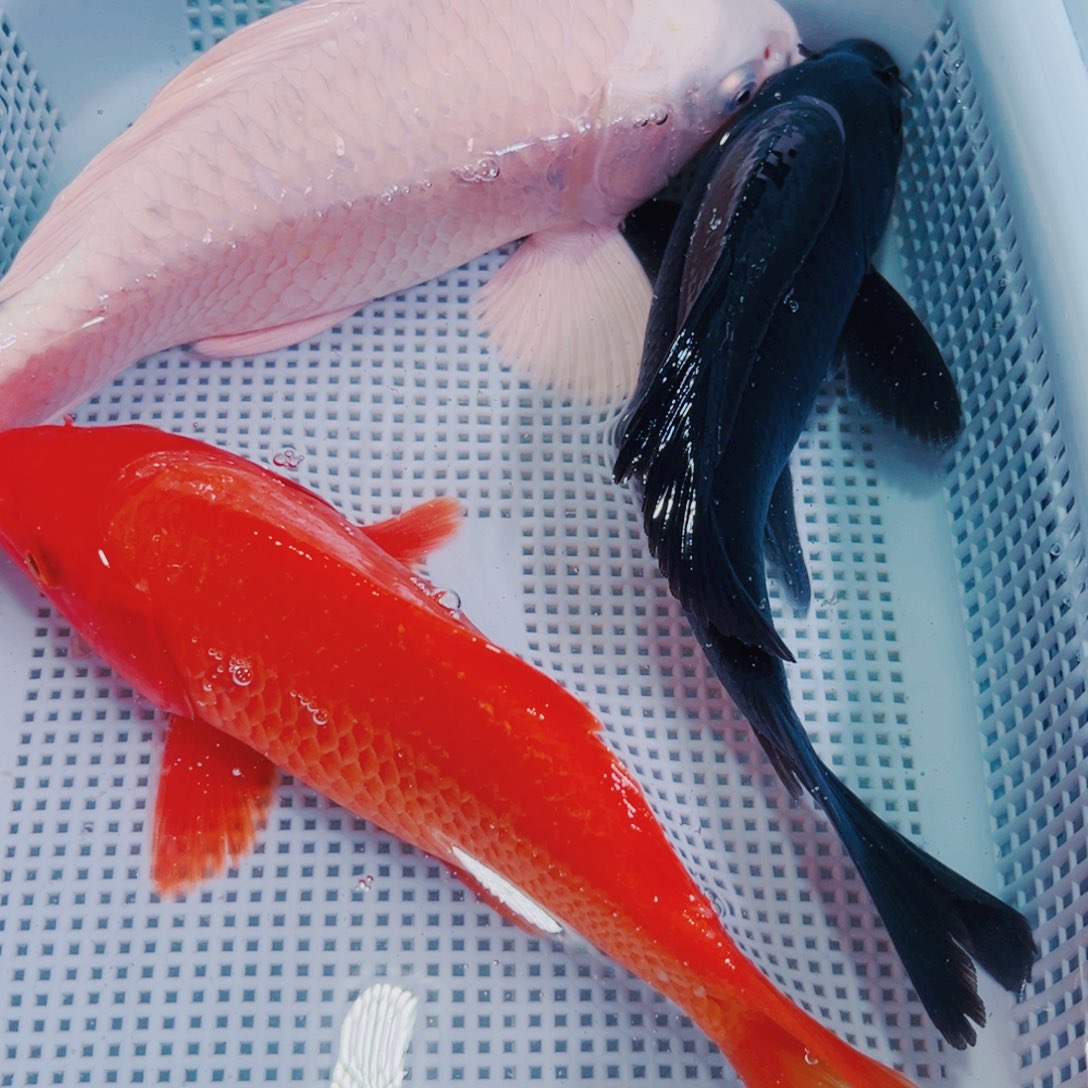 锦鲤锦鲤冷水鱼观赏