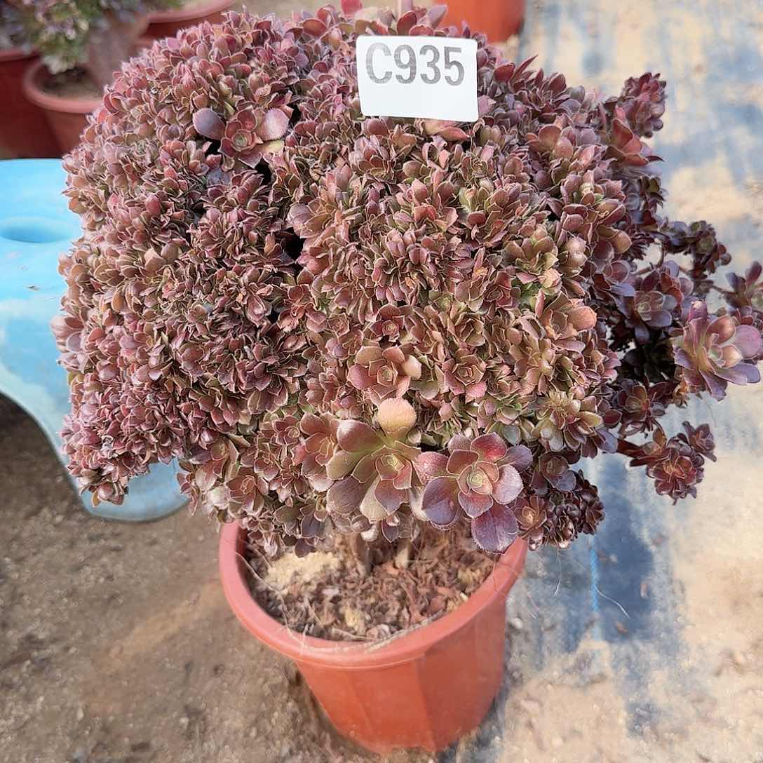 935玫瑰朵朵微瑕一颗呀呀