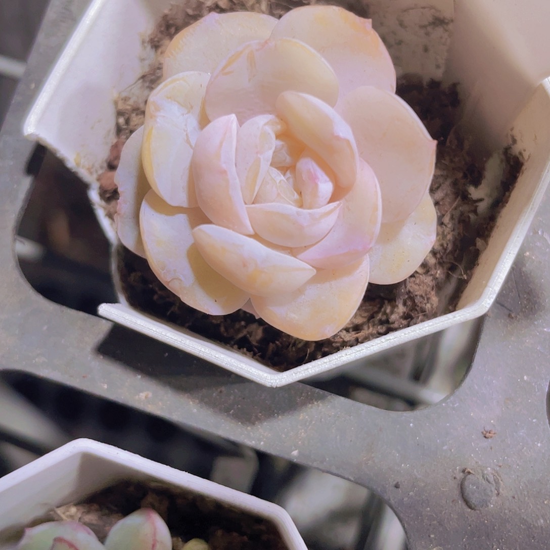 方糖w044一物一拍