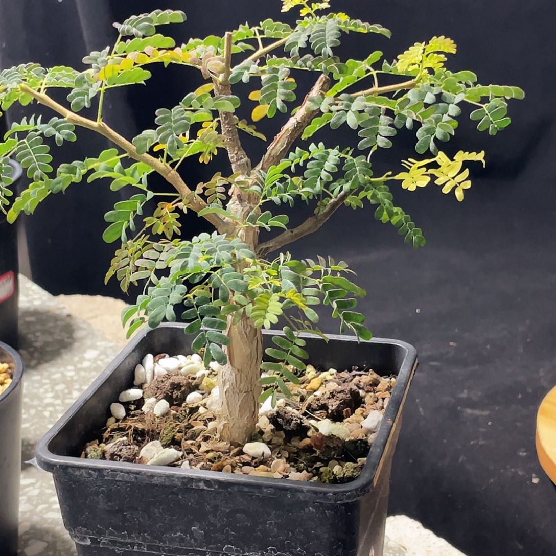 黑猴老庄6666666666666666