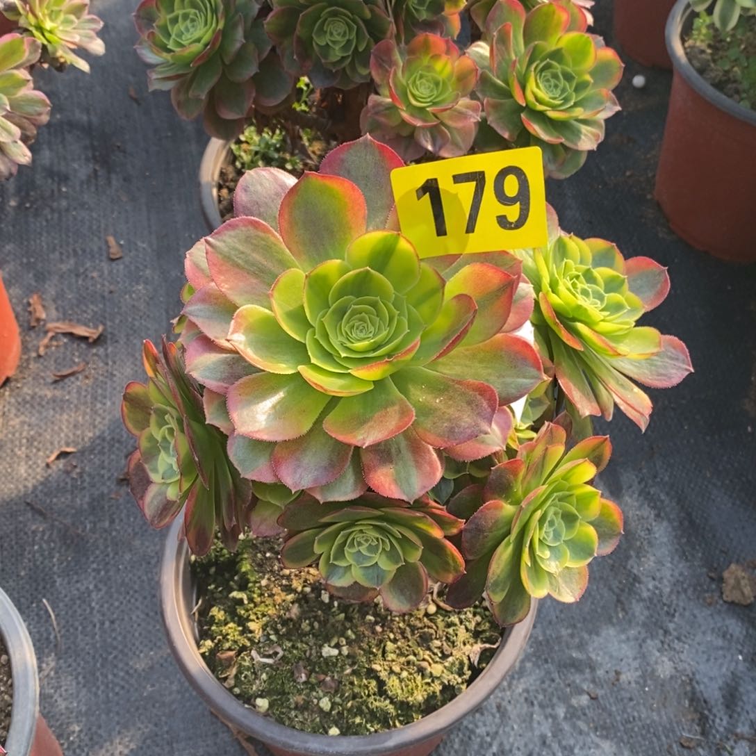 奶白多肉法师179