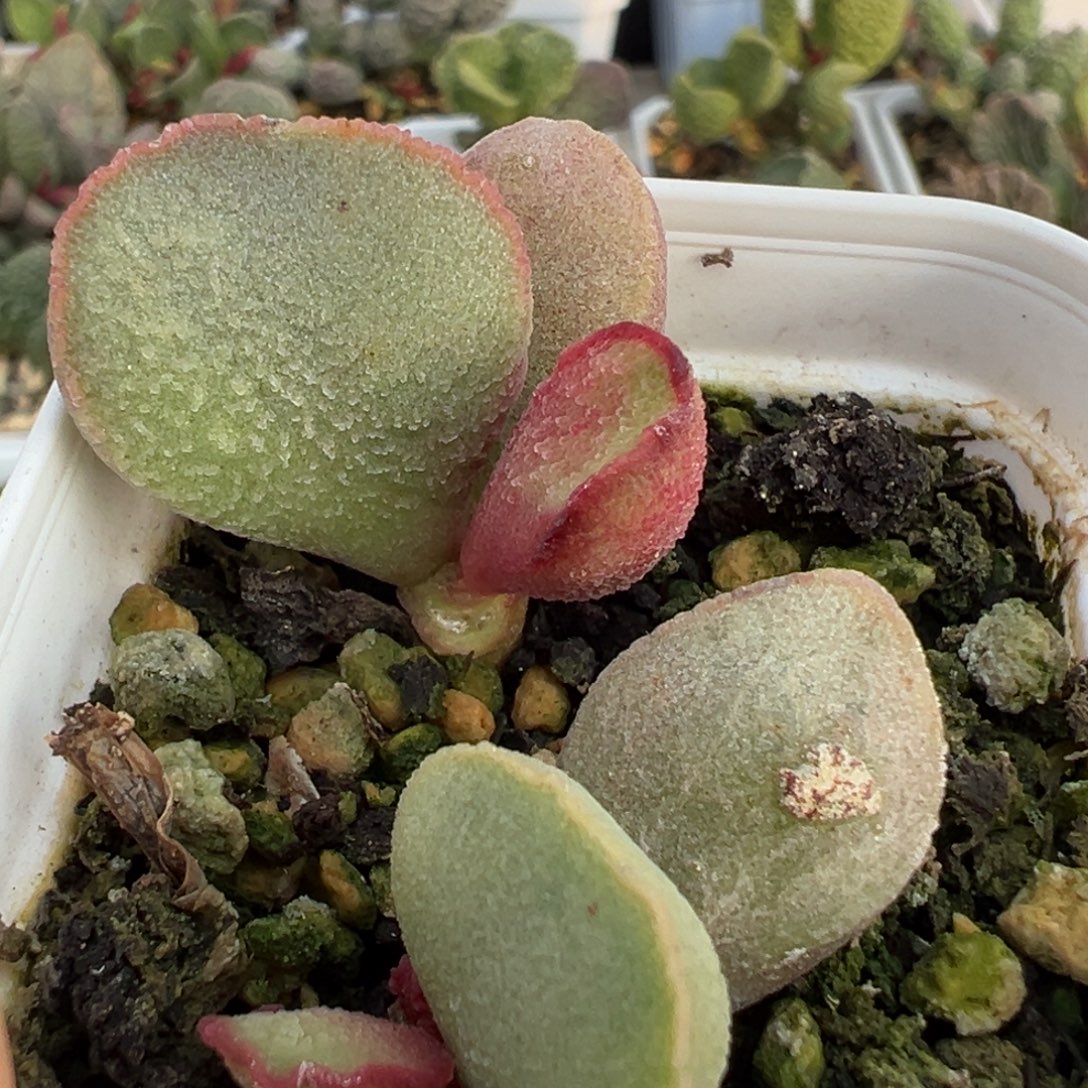 福利款实生新品多肉植物