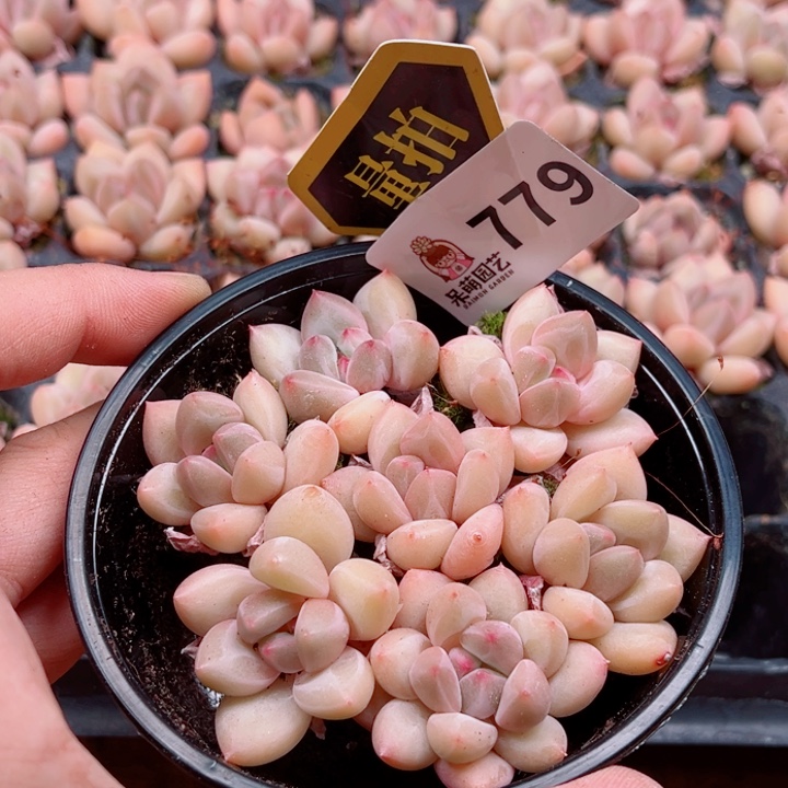 多肉植物多肉植物