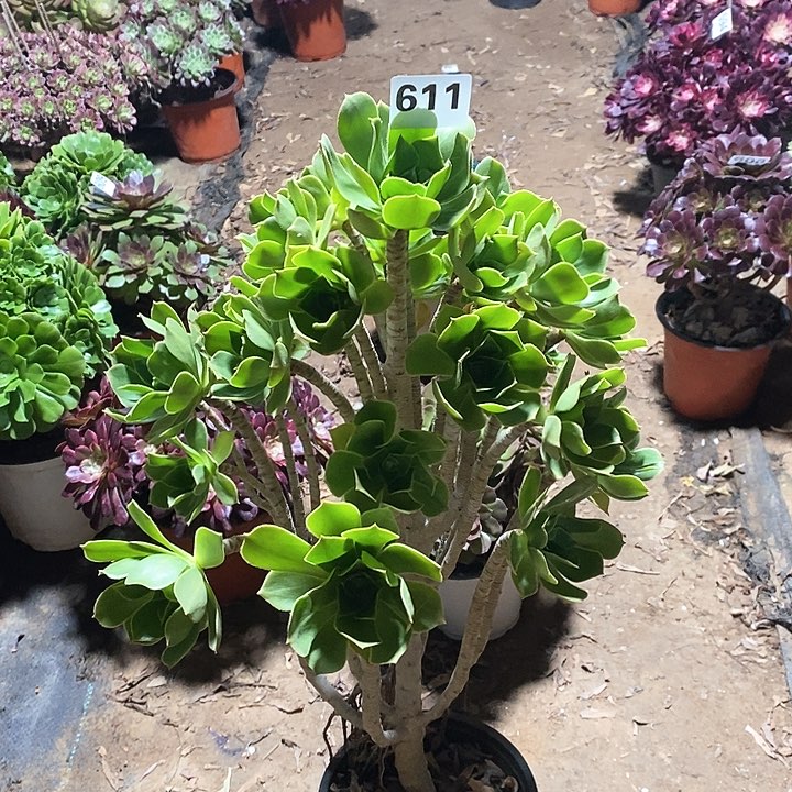 法师植物12345678