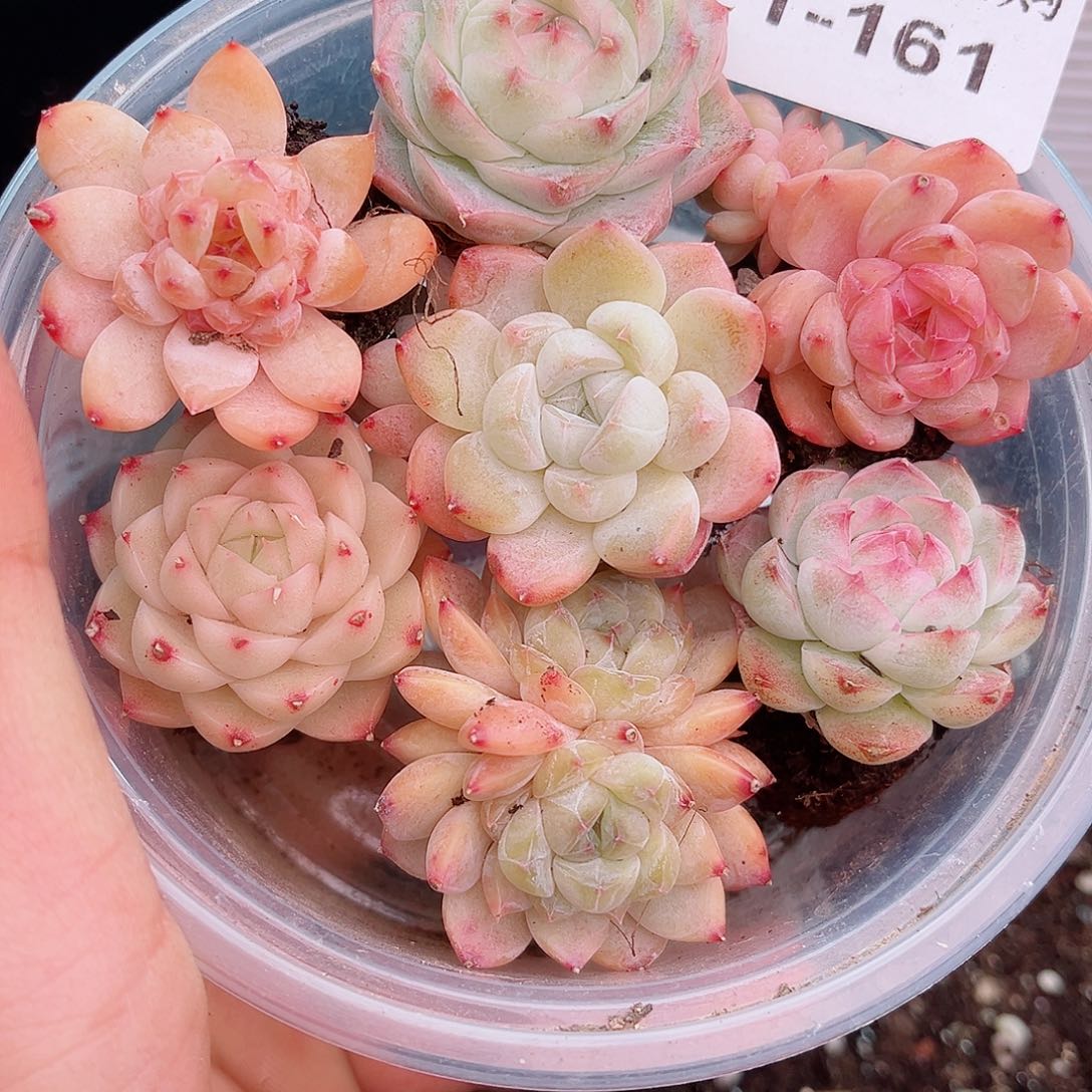 1-161 新疆西藏内蒙不发12.8包邮