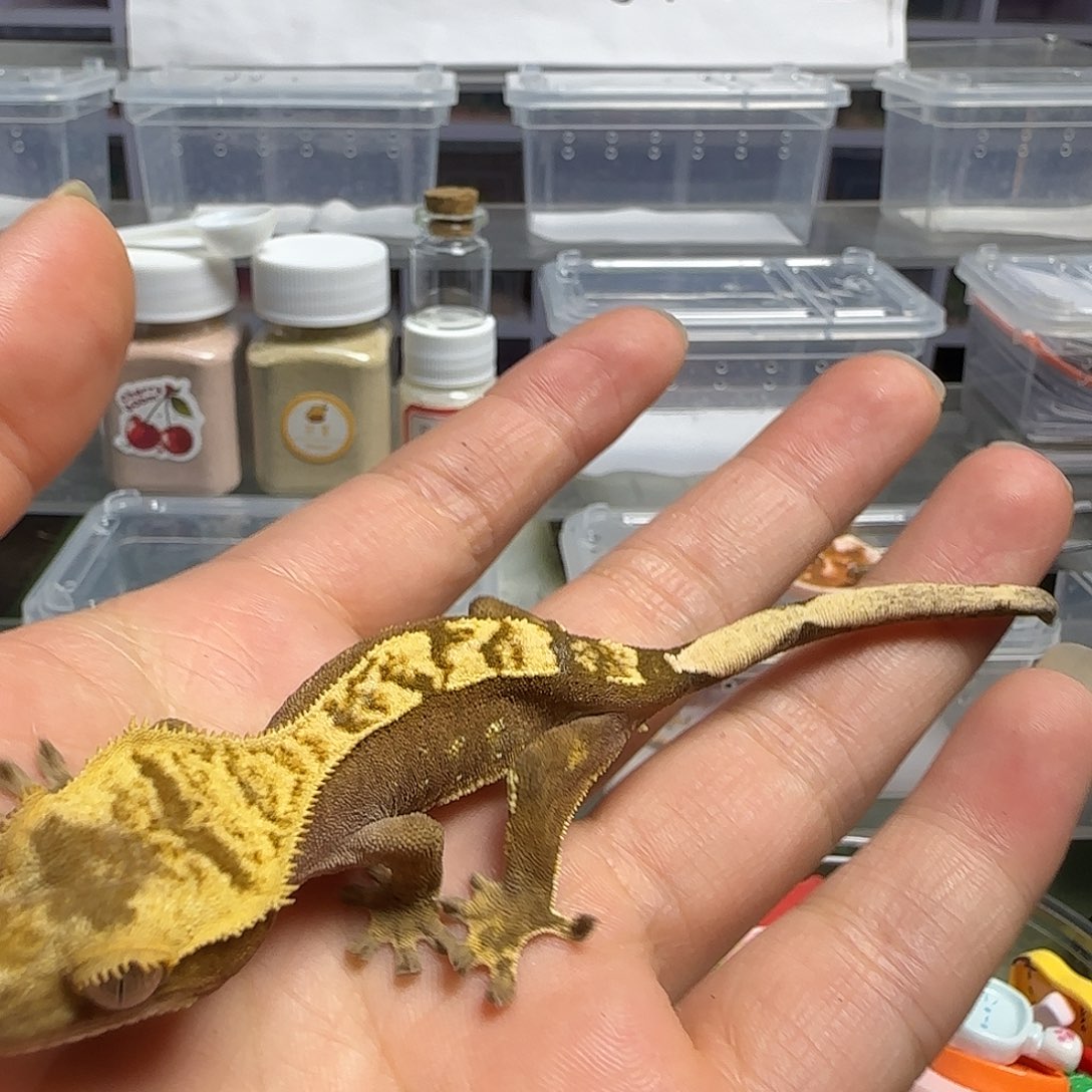 一***、睫角守宫睫角守宫亚成